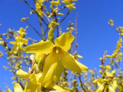 Post image for When the Forsythia Blooms, Prune Roses