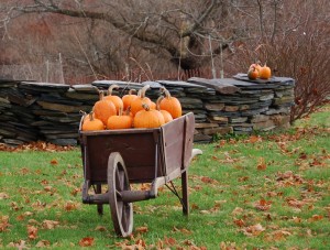 Post image for Pumpkins Continue to Delight