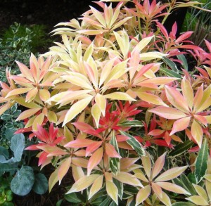 Post image for Part V: Favorite Winter Plants (Western Washington)