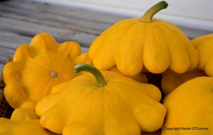 Post image for Patison Golden Marbre Scallop Squash for Summer and Winter