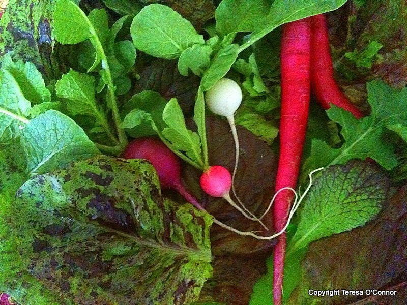 Let Us Celebrate Lettuce!
