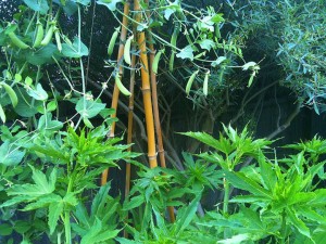 cool-season peas on bamboo trellis