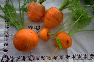 Post image for ‘Paris Market’ Carrots are Round Delights