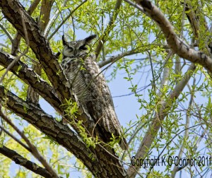 Post image for Great Horned Owls, Porcupines and Earth Day
