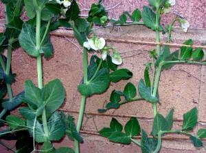 Post image for ‘Tom Thumb’ Peas Are Big Performers