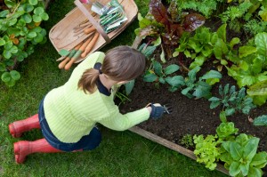 Post image for Win Raised Garden Bed Kit and Planting Kit!