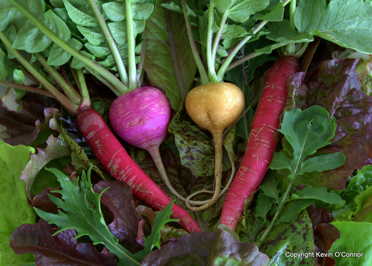 Types Of Radishes Chart