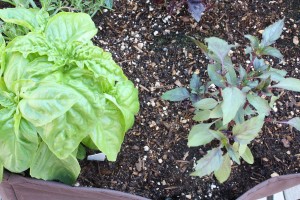 Mammoth and Arafat basil plants. Grow food in small spaces