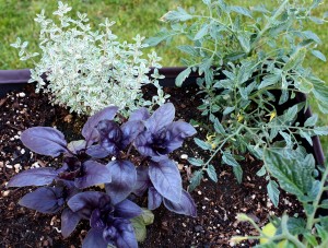 Basil, thyme and tomatoes show you can grow food in small spaces.