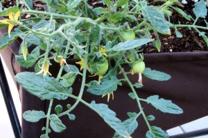 "Tumbling tom' yellow tomatoes help you grow food in small spaces.