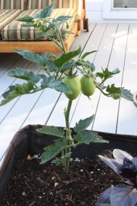 'Window Box Roma' tomatoes