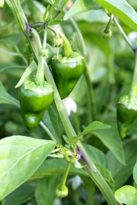 Pimientos de Padrón growing on a plant