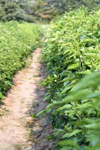 Fields of Pimientos de Padrón peppers.