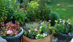 Post image for Growing Great Flower Containers