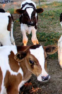 Happy cows