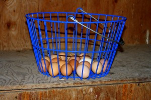 Fresh eggs at the farm. 