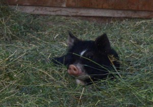 Little Berkshire pig at Double XL Ranch. 