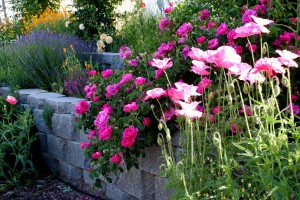 Post image for Growing Poppies in The Garden