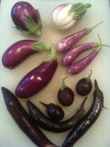 Rosa bianca, beatrice, dancer, japanese eggplants