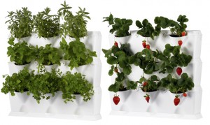 vertical gardens for herbs and strawberries.