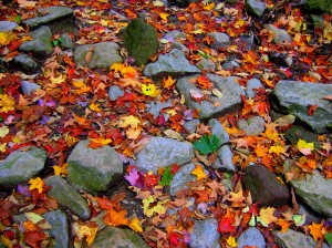 Colorful leaves on rocks