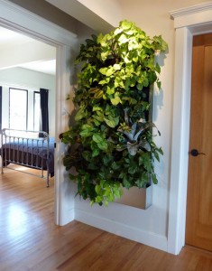 Indoor living wall -- floraframe system for vertical garden