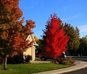 fall trees with red leaves