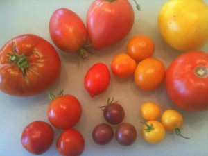 Stupice, black cherry, sungold, lemon boy and glacier tomatoes.