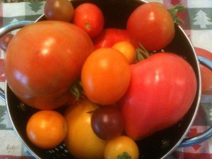 Beefsteak tomatoes, cherry tomatoes, and other varieties