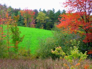 New Hampshire autumn trees
