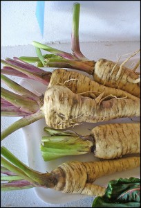 parsnips for fall meals
