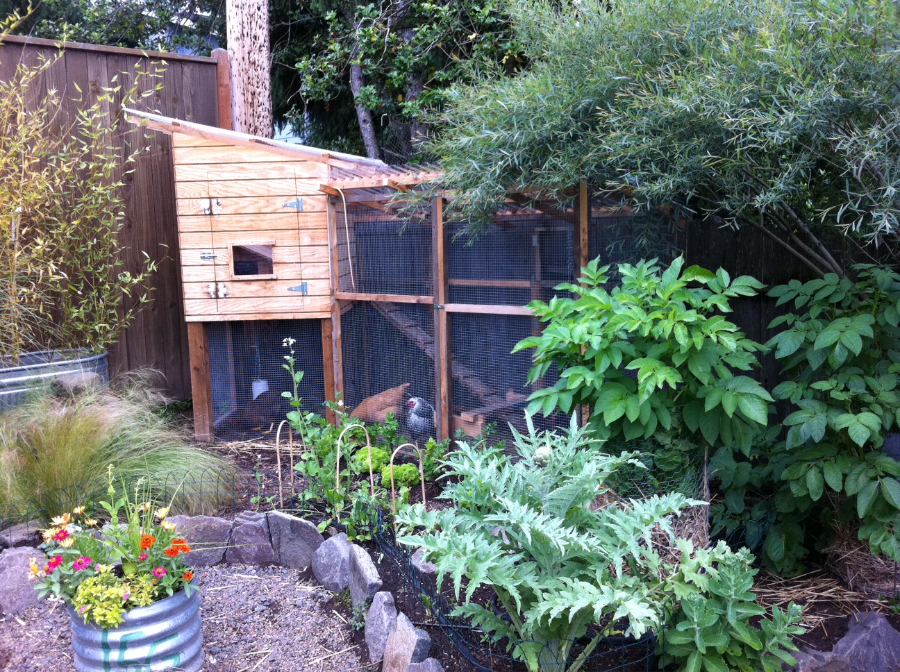 contemporary chicken coop accents this garden. Photo copyright Jayme ...