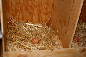 chicken nest with egg