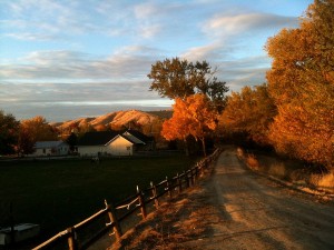 Use fall leaves in the garden, even the ones from these pretty golden trees.