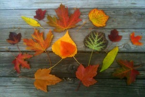 Post image for How to Use Fall Leaves in Garden