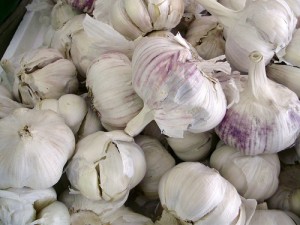 many garlic heads shown together