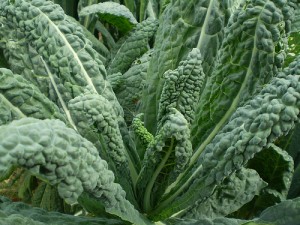 Kale plant, close up