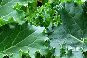 Kale just picked from garden