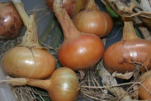 yellow onions in rustic setting