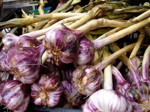 Heads of purple garlic in a pile.