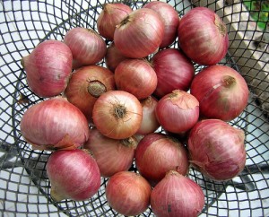 closeup of red onions in black basket