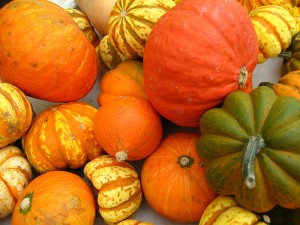 different winter squashes