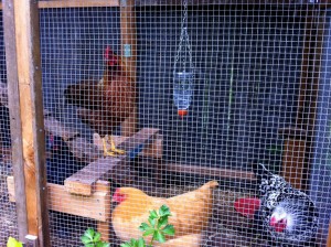 chickens in coop