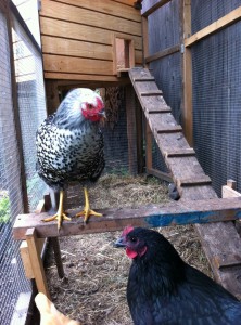 homemade chicken coop