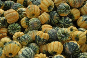 colorful winter squash