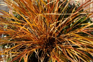 Ornamental grass turns color in cold weather