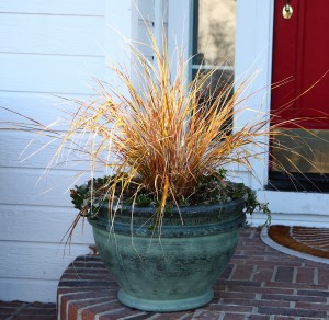 Post image for Stipa ‘Sirocco’ for Winter Color