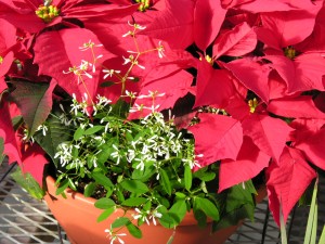 Poinsettas for holidays