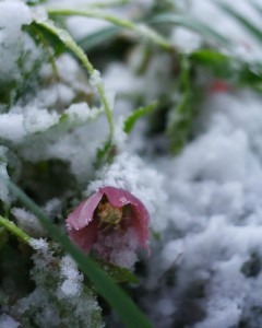 Hellebores is one of the first blooming flowers in a winter garden