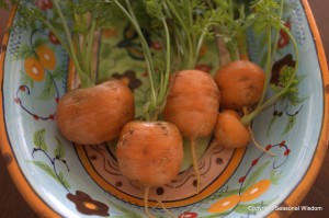 round carrots